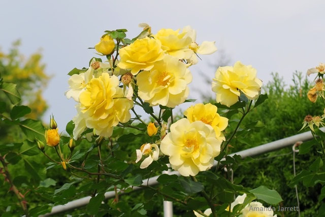 roses in May,growing roses,pruning roses,'Sky's the Limit' climbing rose,May garden chores