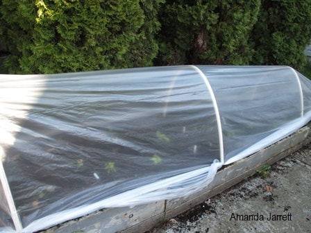 polytunnel for plants