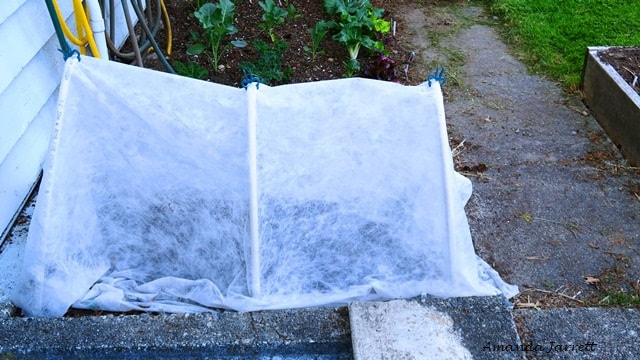 frost blanket protects plants 