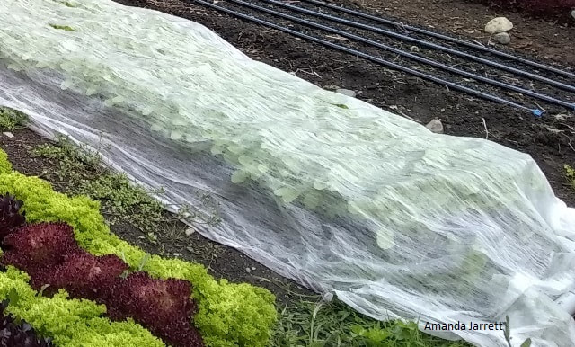 organic insect control,cloches,floating row covers