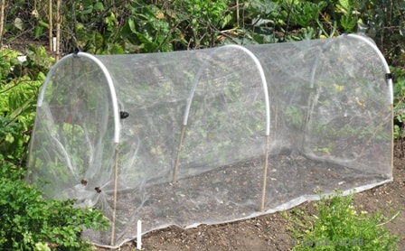 organic insect control-cloches-barriers