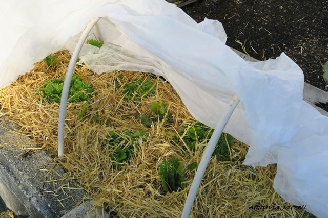 protect vegetables with cloches