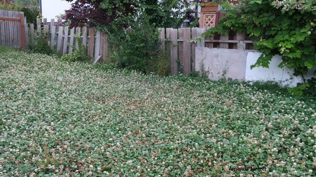 white clover,plants for pollinators,lawn alternatives,ground covers