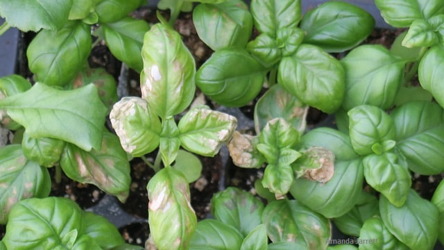 cold damage to seedlings