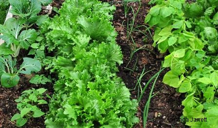 spring vegetable gardening,growing food,raised beds,composting,warming soil,early crops,brassicas,cole crops,cloches,companion planting,crop rotation,the garden website.com,Amanda’s Garden Consulting,Amanda Jarrett,gardening website