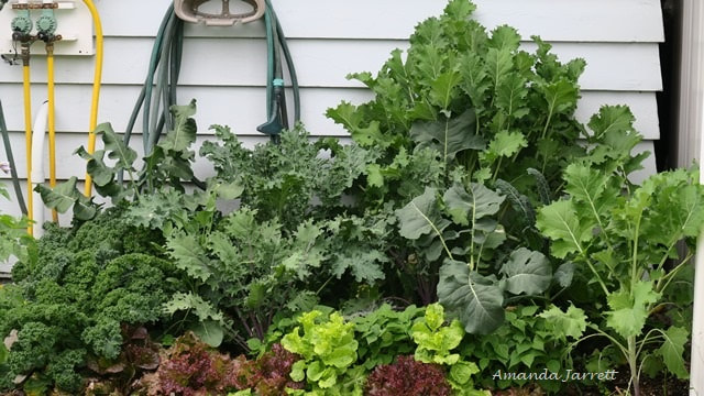 how to design a vegetable garden