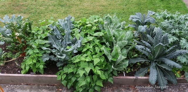 how to grow vegetables,companion planting