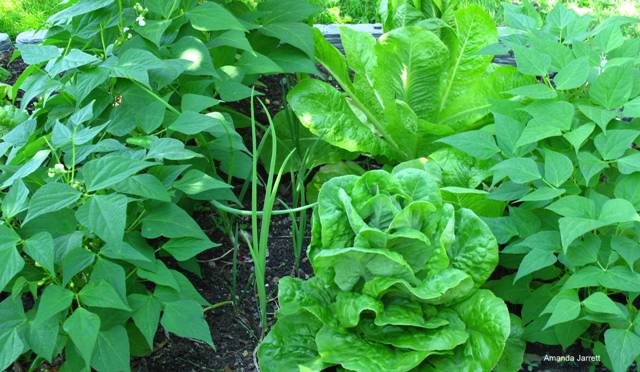 vegetable gardening,companion planting,growing food organically