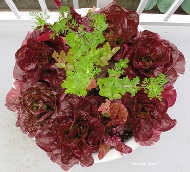 lettuce, cilantro, containers, container growing, companion planting, vegetables 