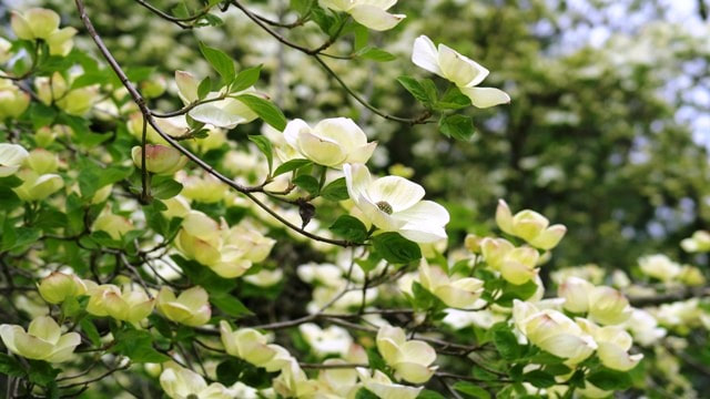 Eddie's White Wonder dogwood,Cornus,April flowering trees