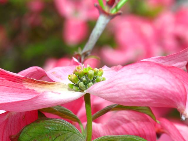 May garden chores,pink flowering dogwood,Cornus florida 'Rubra',flowering trees,small trees