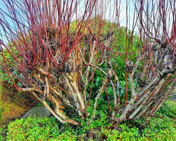 Cornus sericea,pruning red twig dogwood,February gardening,February gardens,winter gardens,plants,planting,vegetable gardening,sowing seeds,February flowers,cool season crops,dormant oil lime sulfur,insects,monthly garden calendar,winter pruning,organic gardening,landscaping,lawn care,chinch bugs,lawn care,the garden website.com,Amanda Jarrett,,Amanda’s Garden Consulting,gardening website,horticulture,the garden website.com