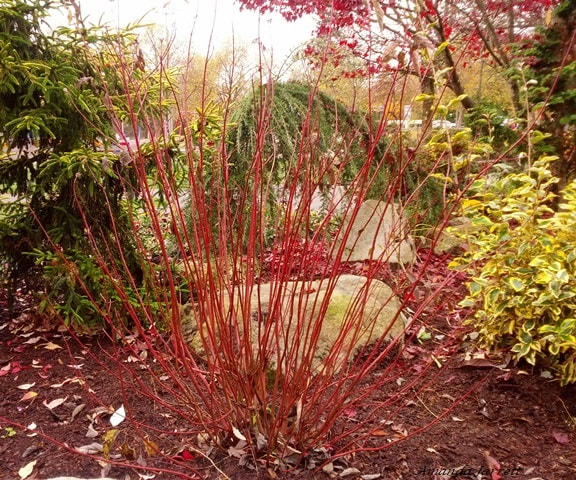 red twig dogwood,plants for wet soils,Cornus sericea