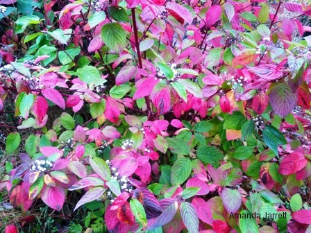 Cornus sericea, red twigged dogwood,October gardens,October garden chores,fall colour,The Garden Website.com,Amanda’s Garden Consulting,Amanda Jarrett