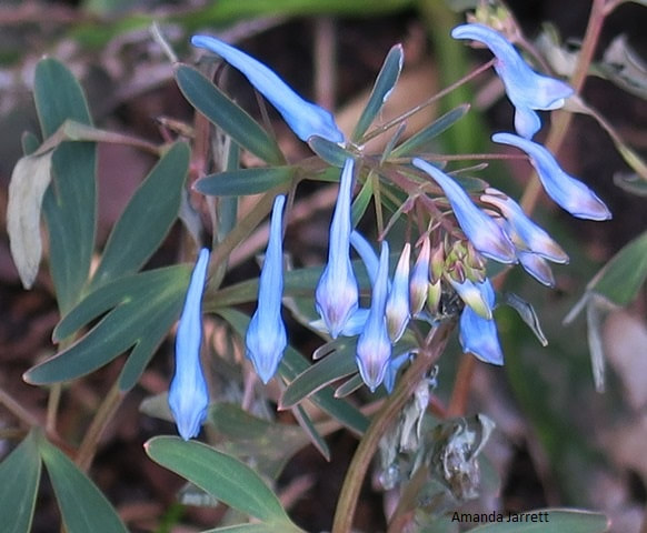 Corydalis flexuosa,blue corydalis,