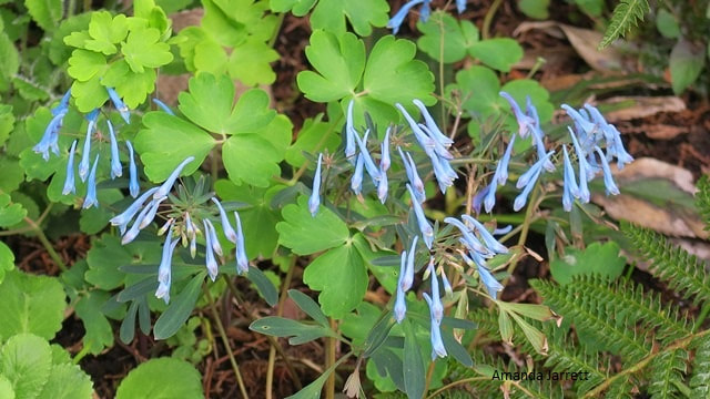 Corydalis flexuosa,blue corydalis,blue flowers,spring flowering perennials