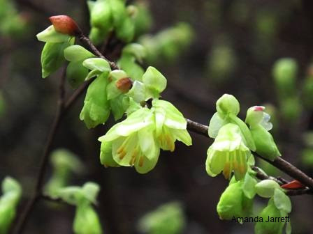 Corylopsis pauciflora,buttercup winter hazel,February gardening,February gardens,winter gardens,plants,planting,vegetable gardening,sowing seeds,February flowers,cool season crops,dormant oil lime sulfur,insects,monthly garden calendar,winter pruning,organic gardening,landscaping,lawn care,chinch bugs,lawn care,the garden website.com,Amanda Jarrett,,Amanda’s Garden Consulting,gardening website,horticulture,the garden website.com