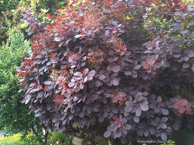 'Royal Purple' smokebush Cotinus coggygria,shrubs with colourful summer foliage