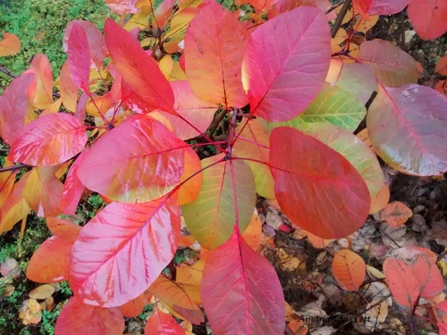 Cotinus coggygria 'Royal Purple',Purple smokebush,colourful fall plants,November plants,autumn plants 