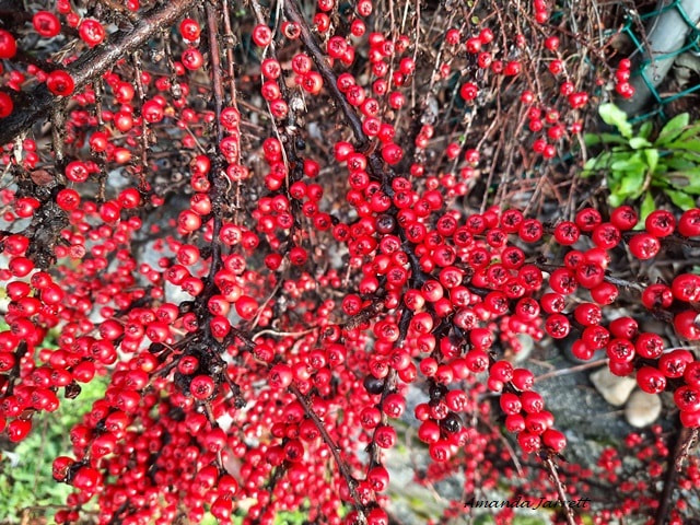 Rockspray cotoneaster,Cotoneaster horizontalis,winter berries,plants for winter gardens 