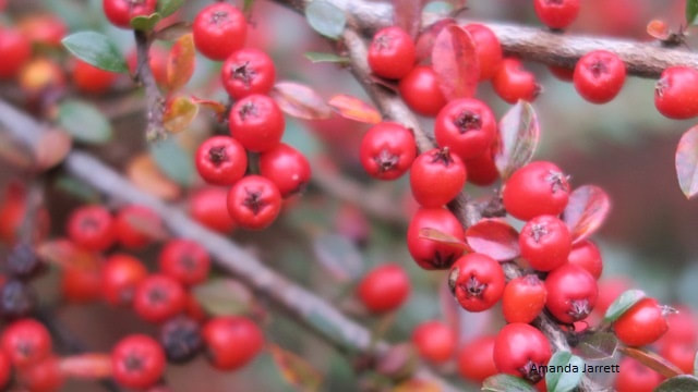 Rockspray cotoneaster,Cotoneaster horizontalis,fall berries,autumn shrubs,prostrate plants 