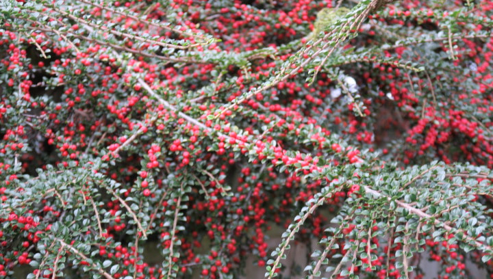 Rockspray cotoneaster,Cotoneaster horizontalis,fall berries,autumn shrubs,prostrate plants 