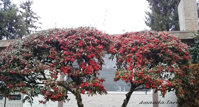 lex aquifolium 'Argentea Marginata',variegated English holly,broadleaf evergreen,winter berries,December berries
