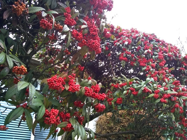 plant with red berries,late cotoneaster lacteus