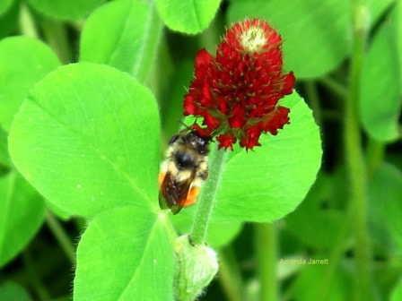 crimson clover,ground beetles,biological insect control,insect barriers,insect control,plant pests,the garden website.com,Amanda's Garden Consulting,Amanda Jarrett