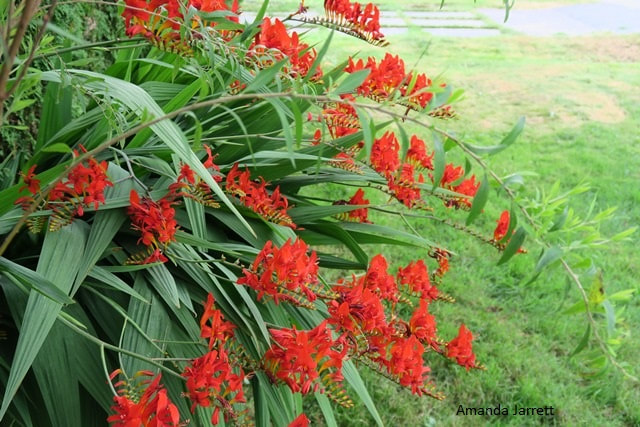 Lucifer montbretia,Crocosmia,July flowers,red flowering plants,summer flowers