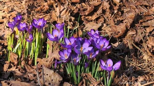spring flowering bulbs,crocus