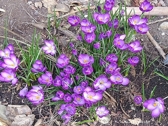 crocus,February flowers,spring flowering bulbs