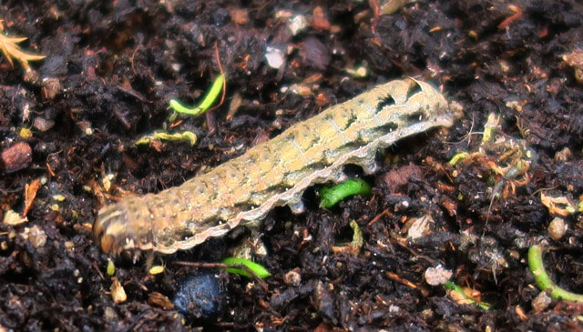cutworms,insects that kill seedlings