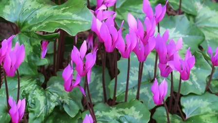 Cyclamen repandum,hardy cyclamen,native plants for the Pacific Northwest,spring flowers