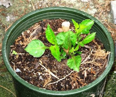 dahlias,how to grow dahlias,when to plant dahlias,March garden calendar