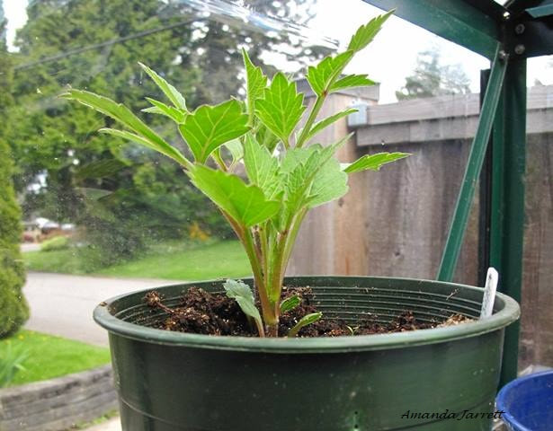 growing dahlias