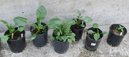 how to grow dahlias
