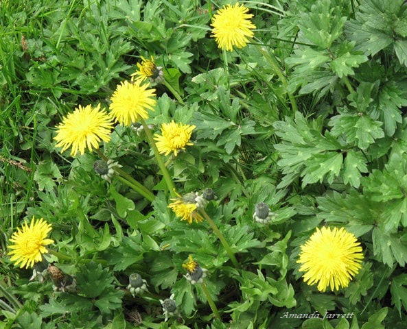 dandelions,buttercups,how to weed,pulling weeds,weed control