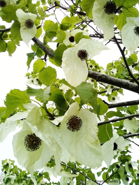 Handkerchief tree,dove tree,Davidia involucrata,trees with white flowers,white bracts,flowering tree,May flowering tree