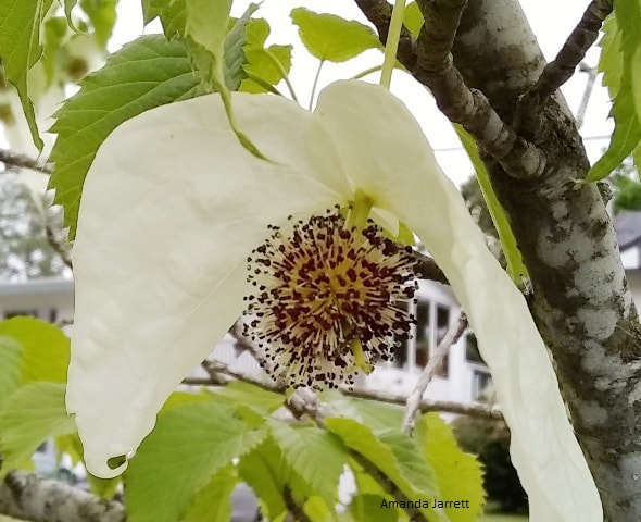 Hanky flower,blossom name