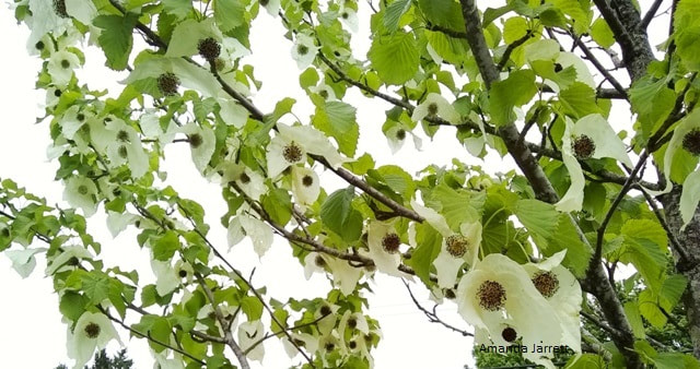 Handkerchief tree,dove tree,Davidia involucrate,flowering trees,May flowers