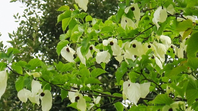 Handkerchief tree,dove tree,Davidia involucrate,spring flowering trees 