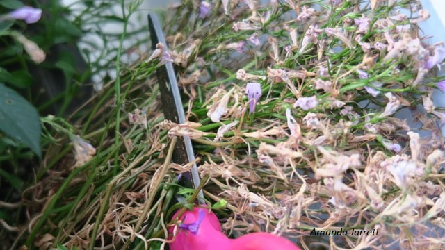 deadhead annuals,dead head bedding plants,July garden chores