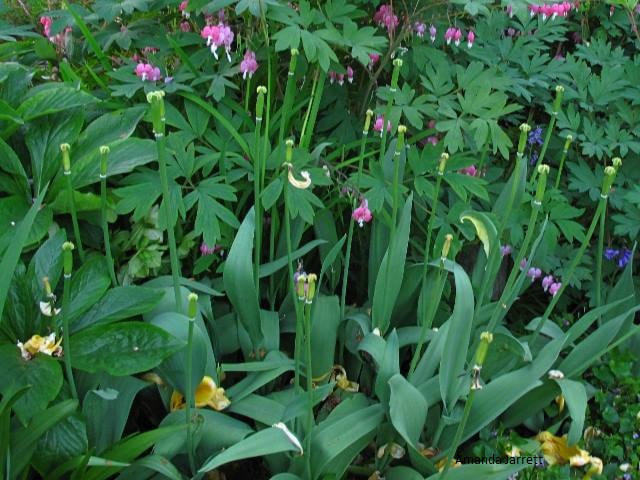 deadhead tulips,spring bulb aftercare