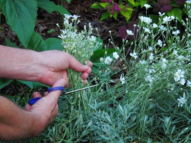 May garden chores,dead heading ground covers,cutting back Cerastium tomentosum
