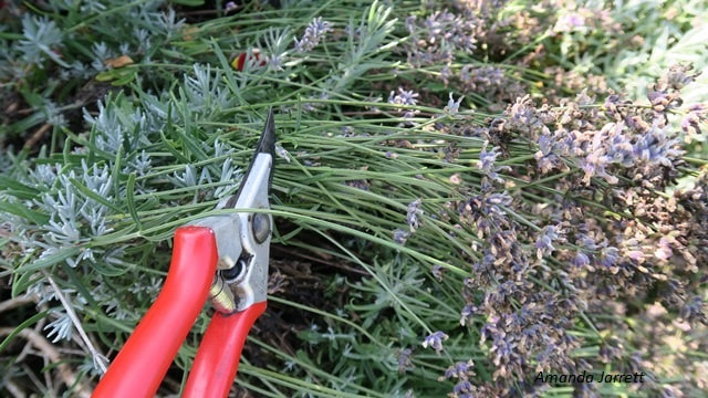 cutting back lavender after flowering