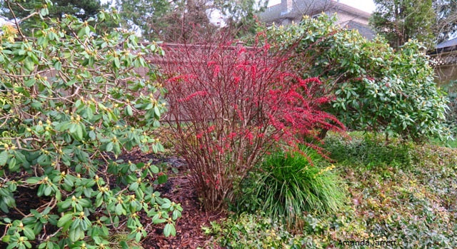 December Plant combination,winter shrubs,winter colour