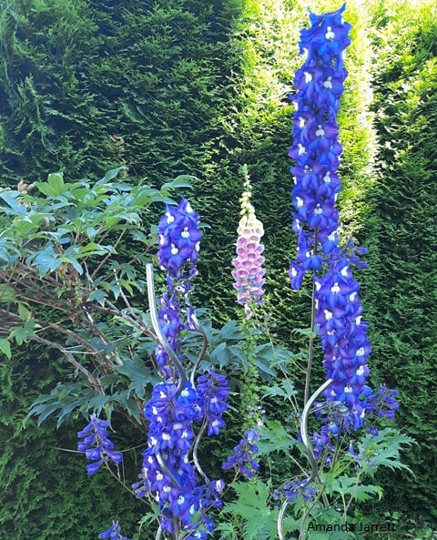 Delphinium,larkspur,summer flowers,blue flowers,flower spikes,cut flowers,July plant of the month