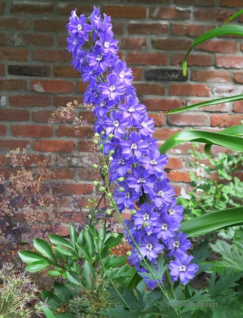 Delphinium,larkspur,summer flowers,blue flowers,cut flower garden