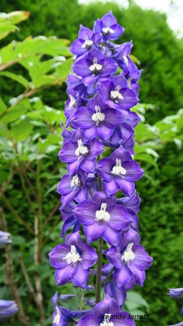 Delphinium,larkspur,summer flowers,blue flowers,cut flowers